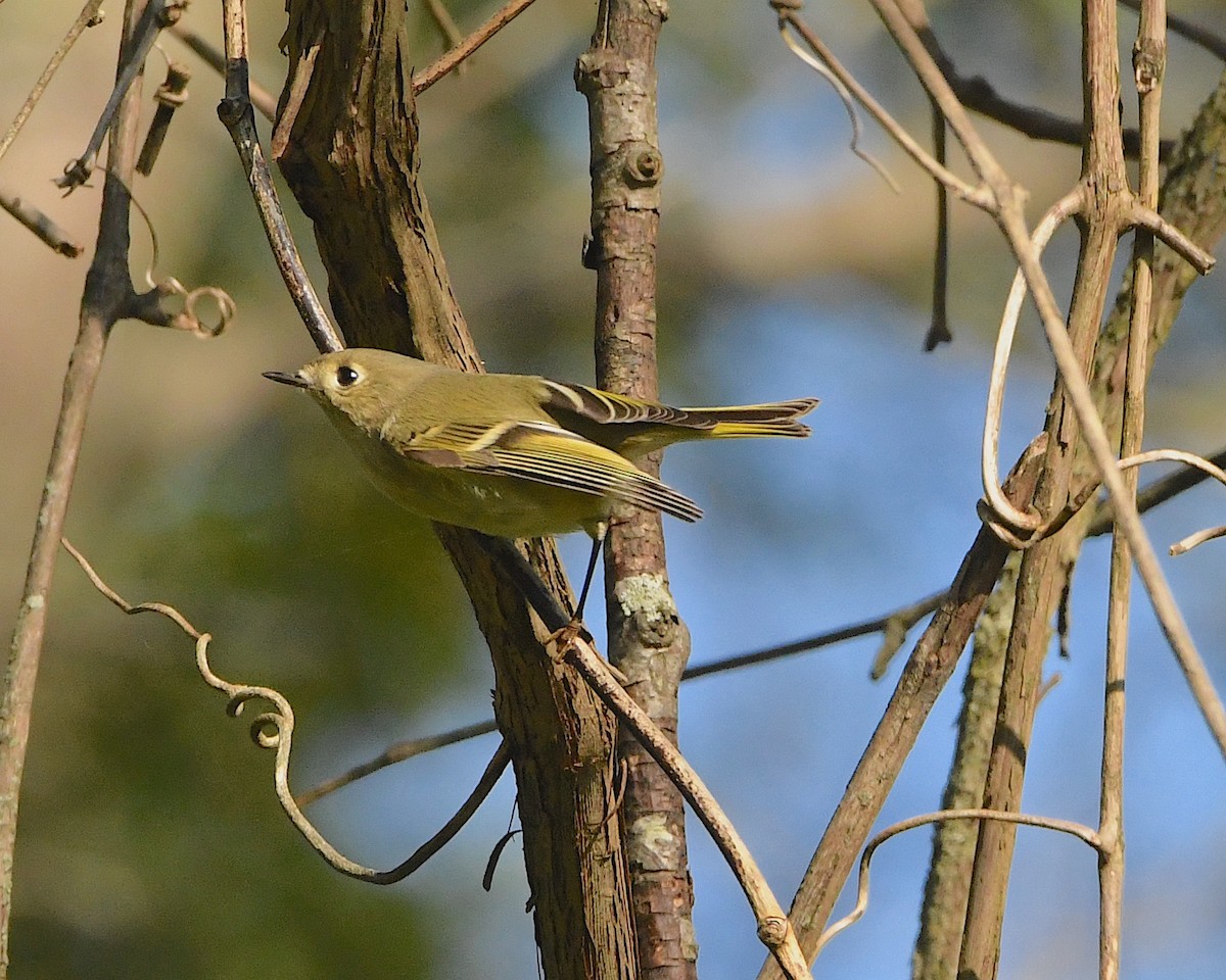 Roitelet à couronne rubis - ML376408191