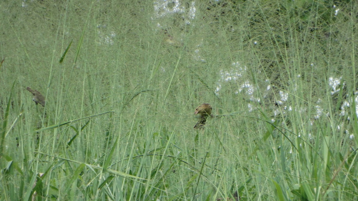 bobolink americký - ML376409101