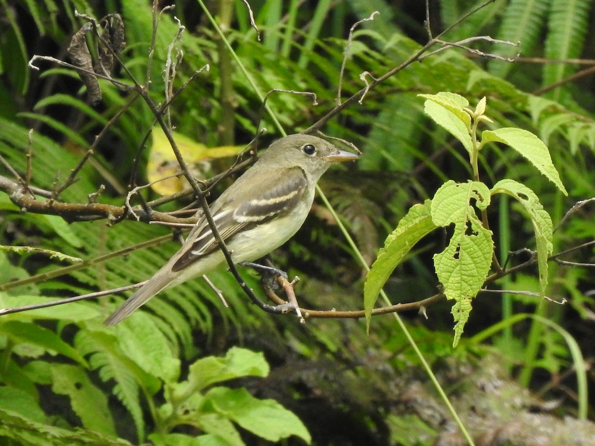 tyranovec olšový - ML376410201