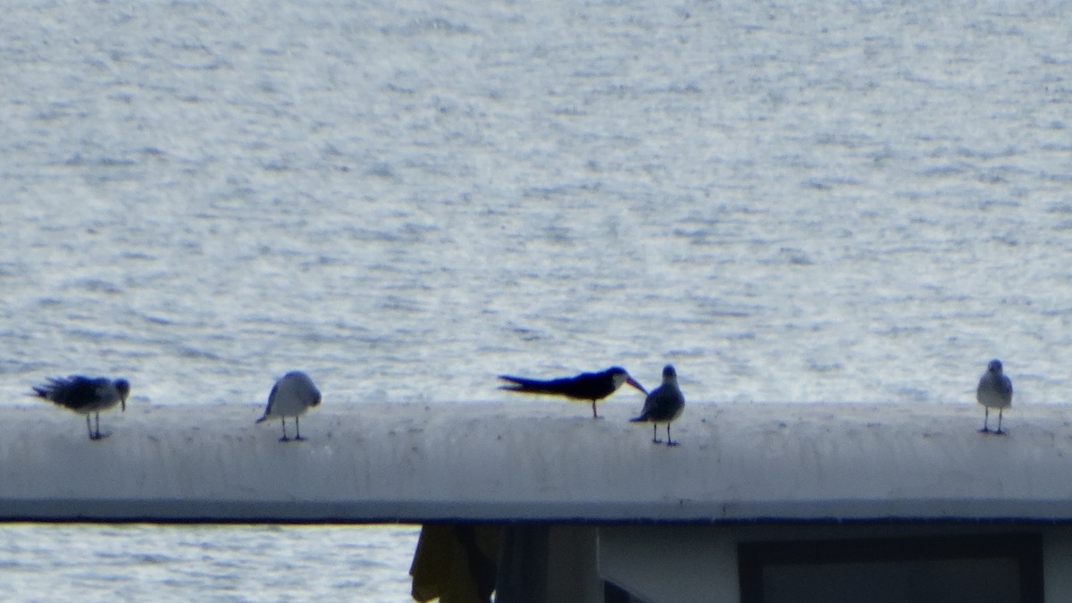 Black Skimmer - ML376410861