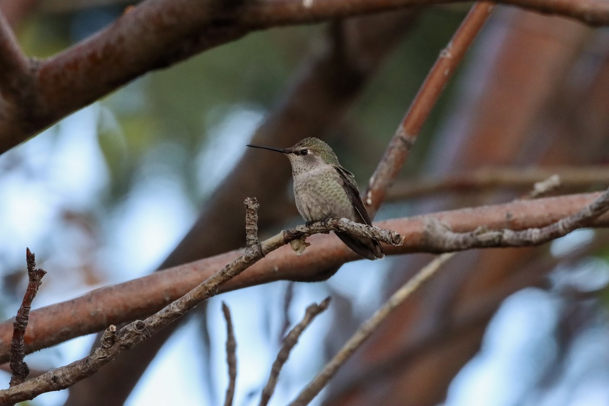 Anna's Hummingbird - ML376411531