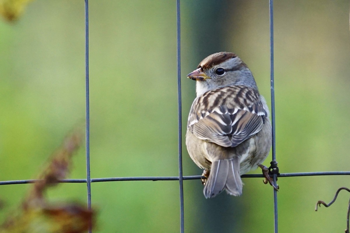 White-crowned Sparrow - ML376411611