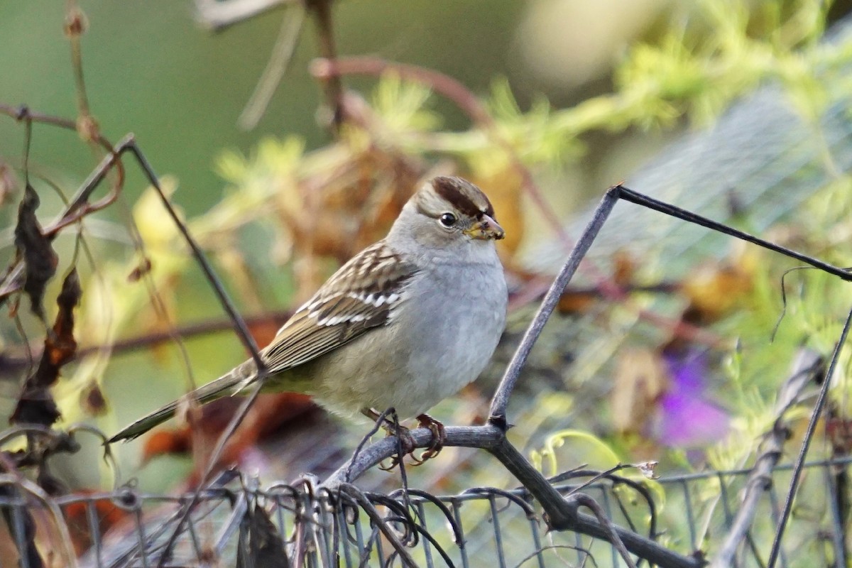 White-crowned Sparrow - ML376411621