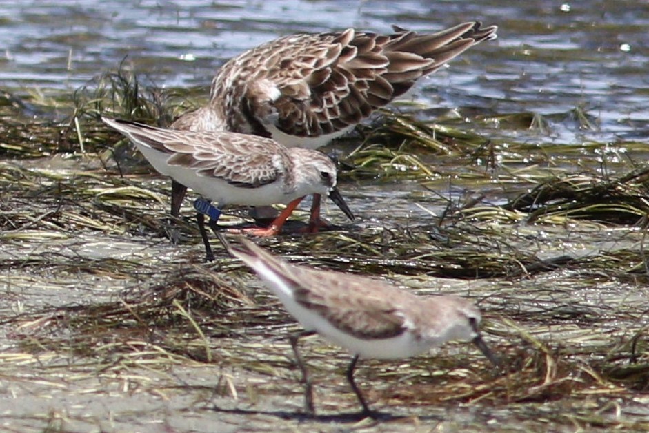 Semipalmated Sandpiper - ML376414211