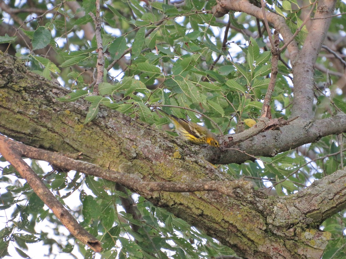 Cape May Warbler - ML376415831