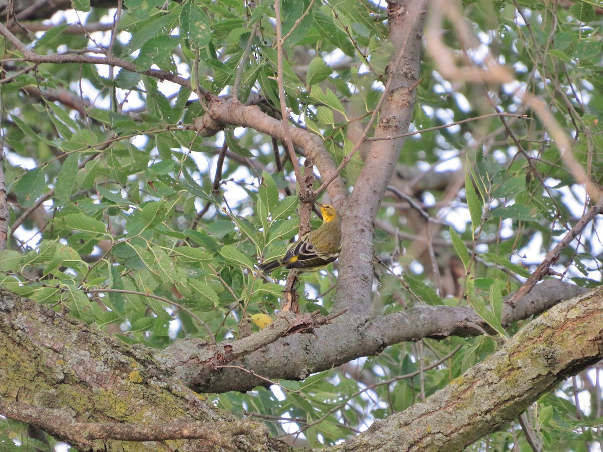 Cape May Warbler - ML376415851