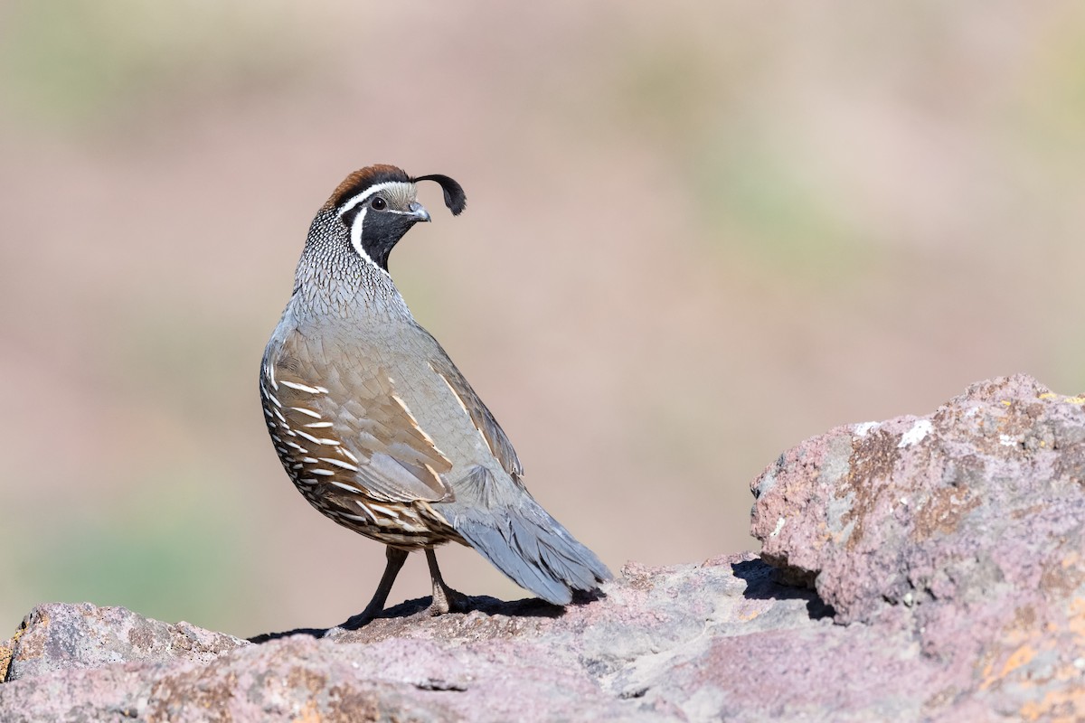 California Quail - ML376417771