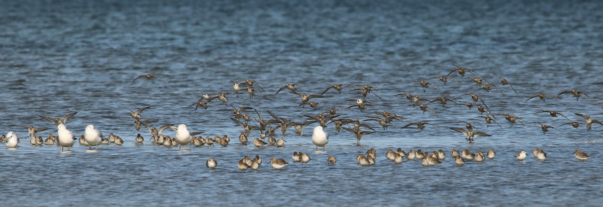 Dunlin - ML376418021