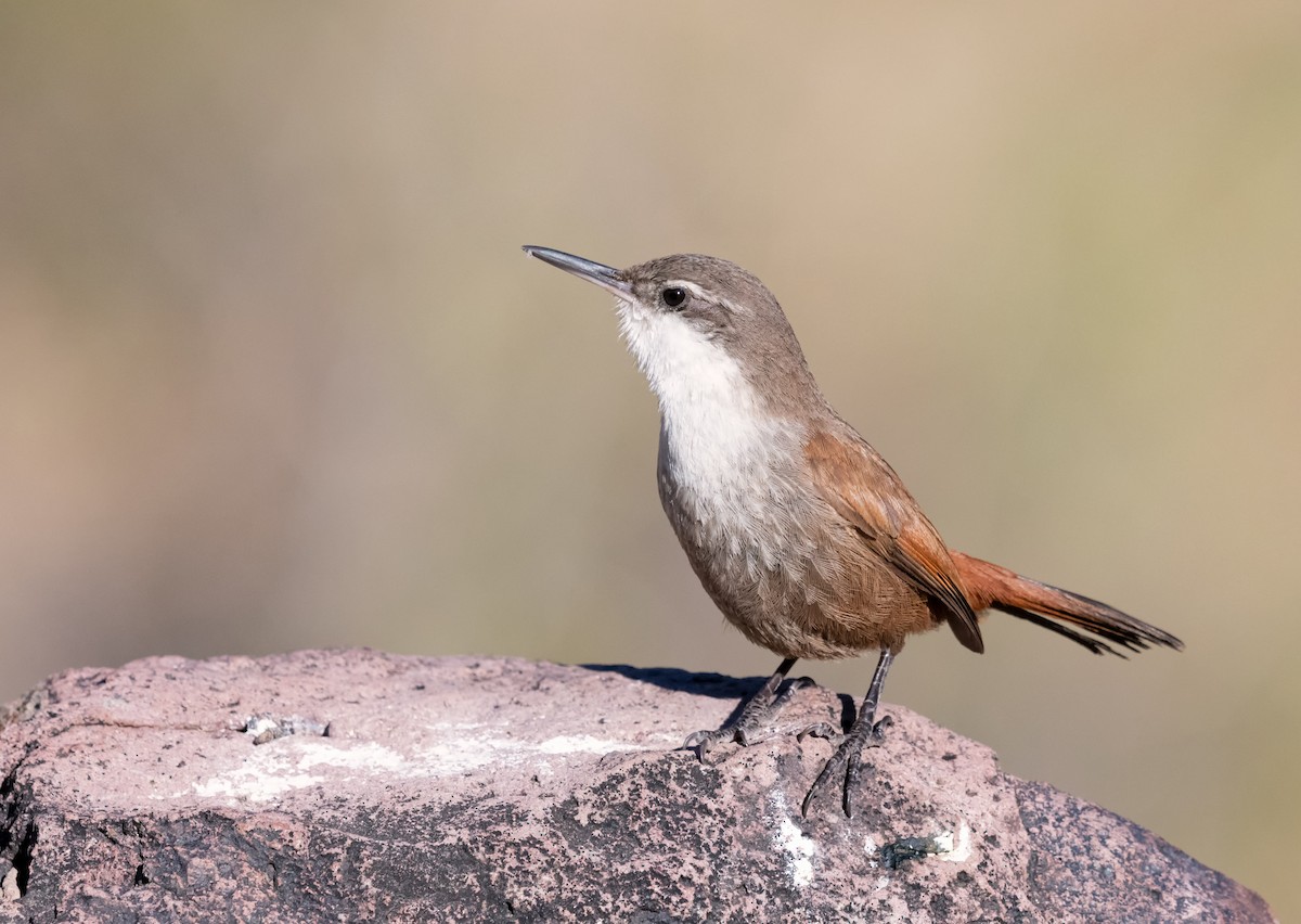 Crag Chilia - ML376418131