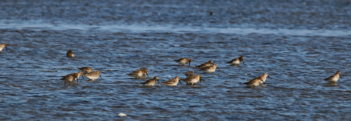 Dunlin - ML376418161