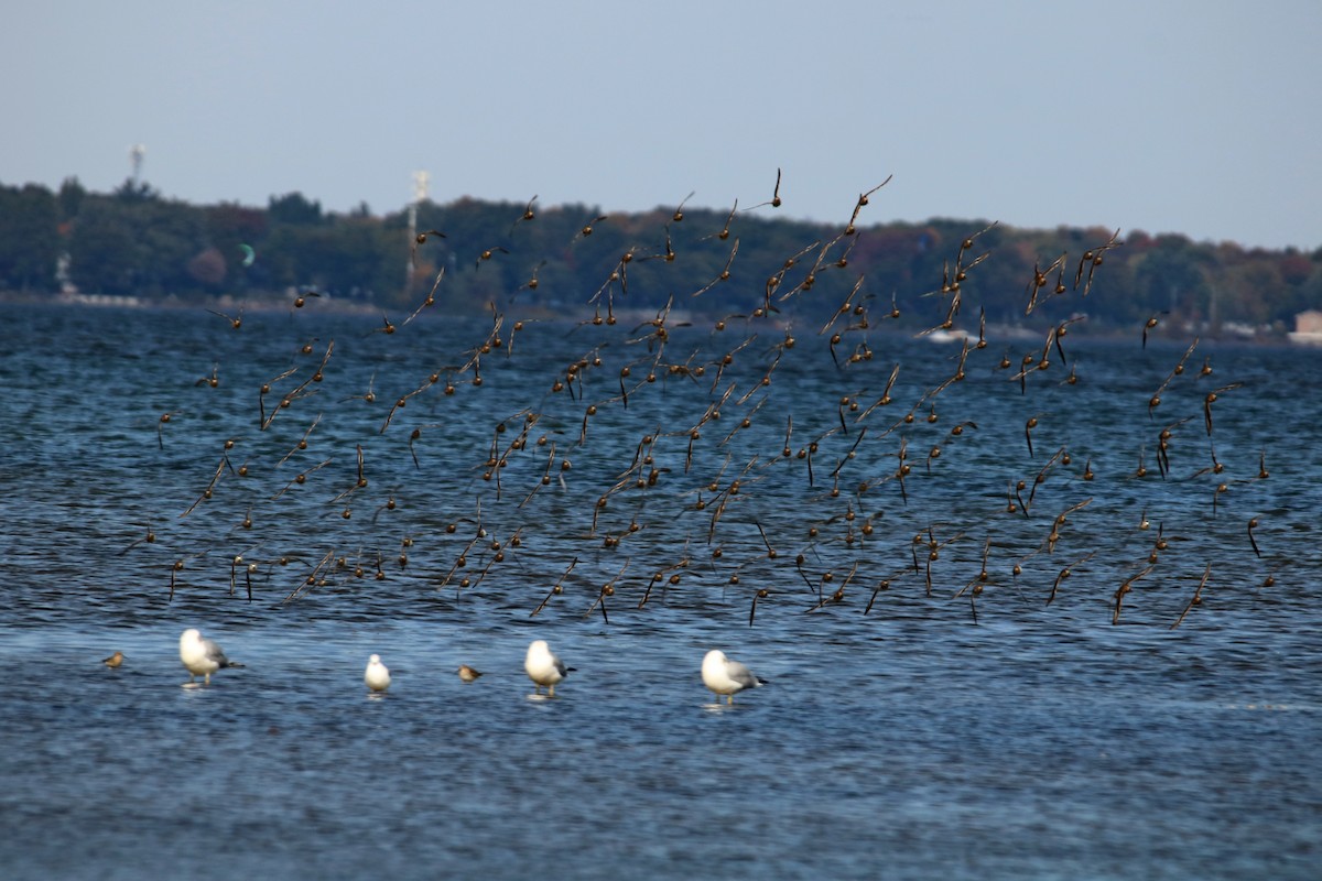 Dunlin - ML376418251