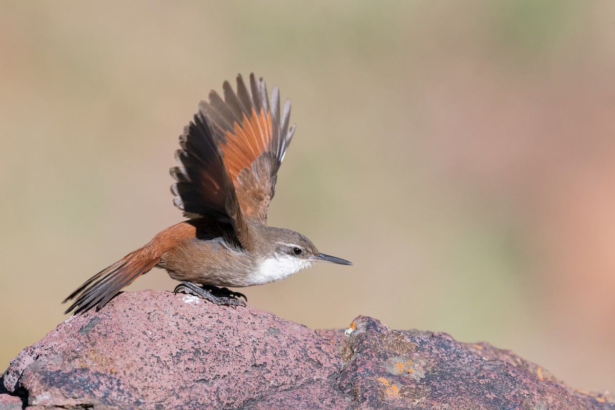 Crag Chilia - ML376418301