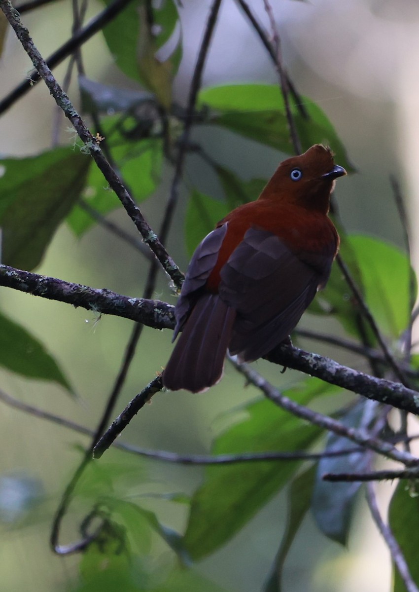 Andean Cock-of-the-rock - ML376419991