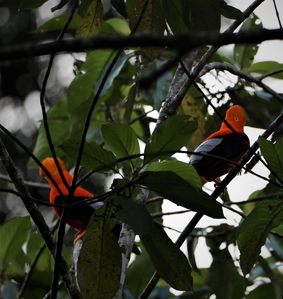 Andean Cock-of-the-rock - ML376420031