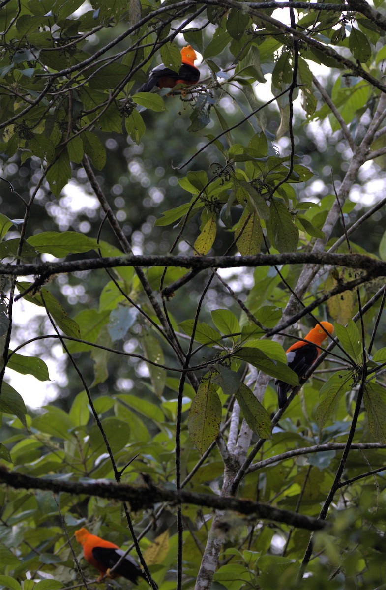 Andean Cock-of-the-rock - ML376420081