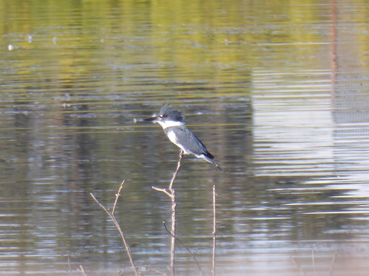 Belted Kingfisher - ML376420321