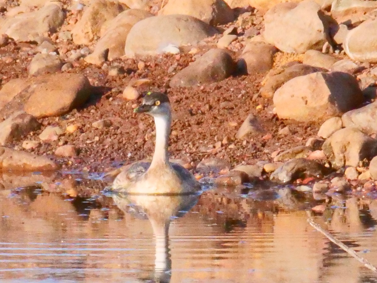 Australasian Grebe - mark cavill