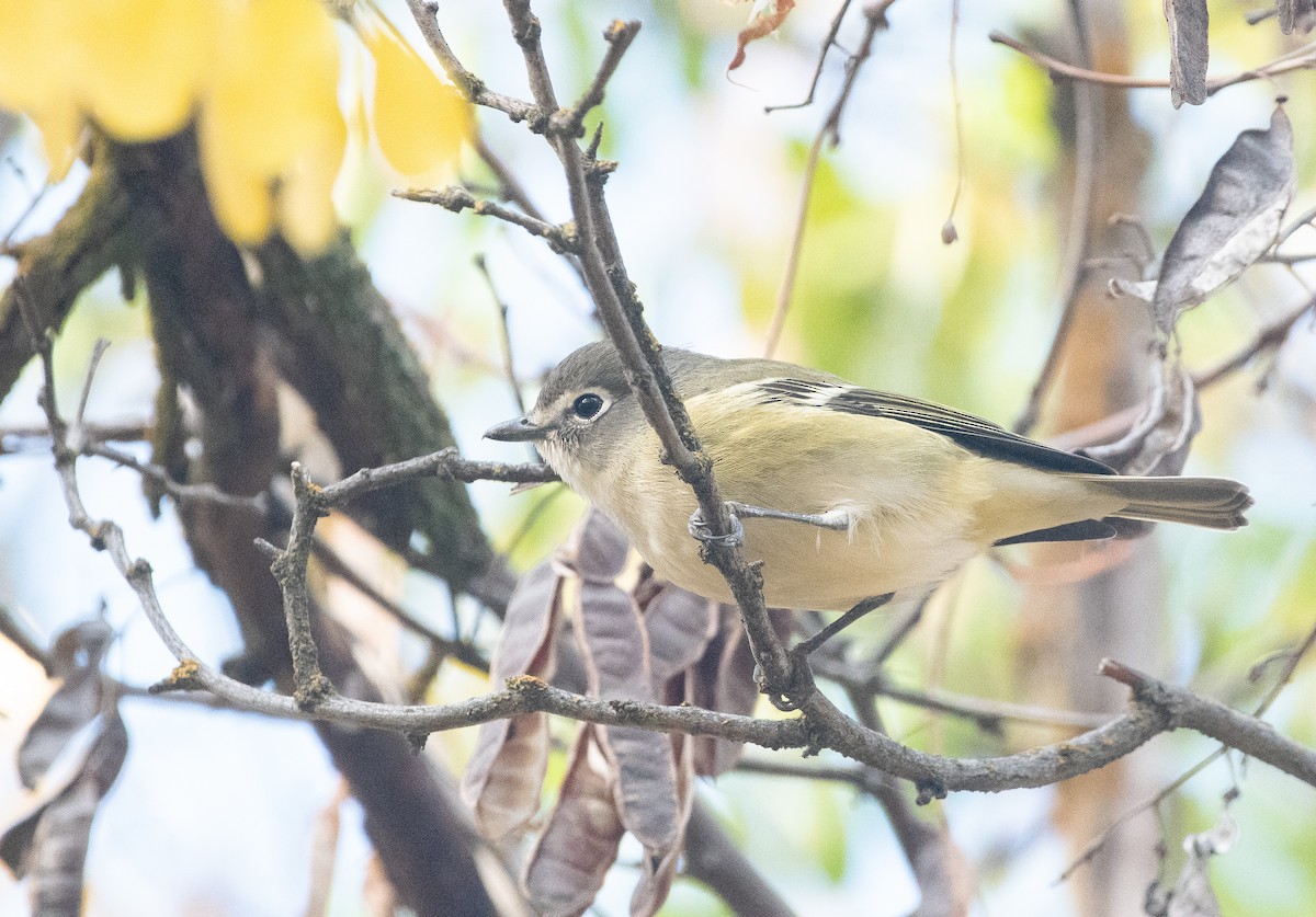 Cassin's Vireo - Christopher Gilbert