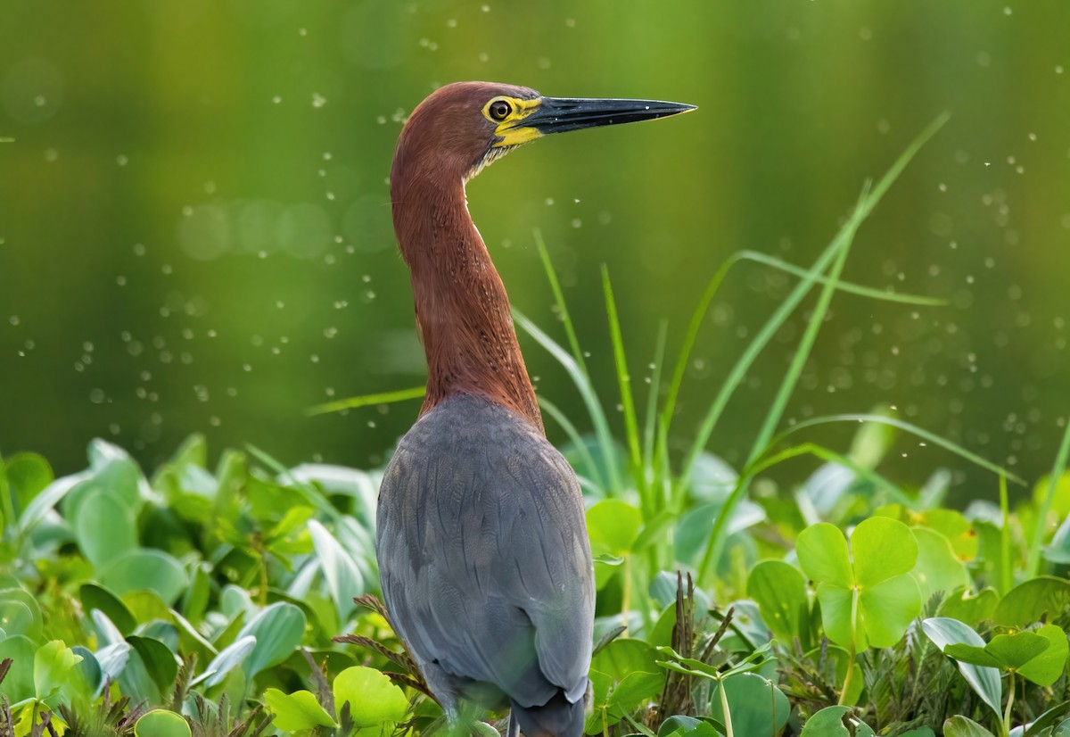 Rufescent Tiger-Heron - Craig McQueen