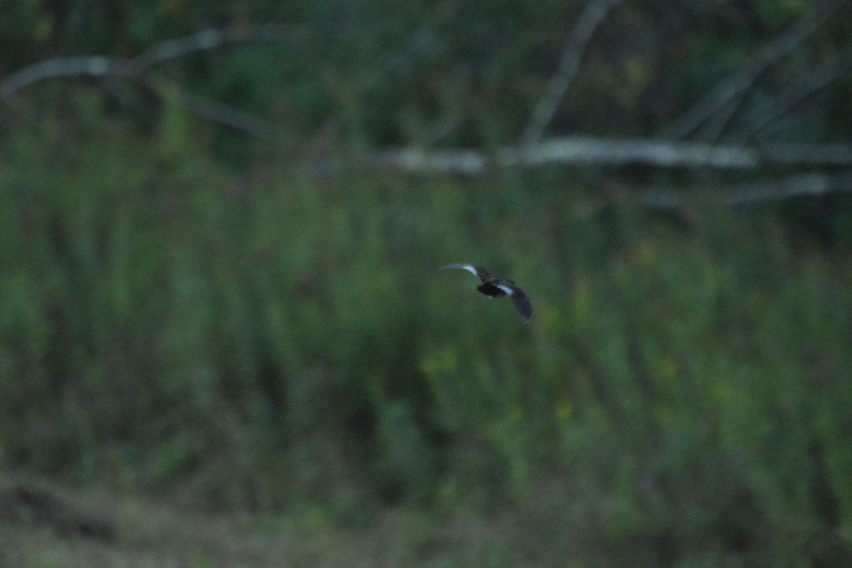 Yellow Rail - ML376422121