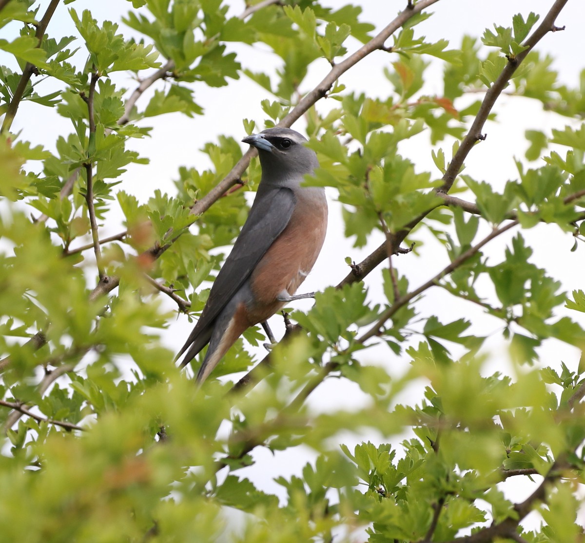 White-browed Woodswallow - ML376422641