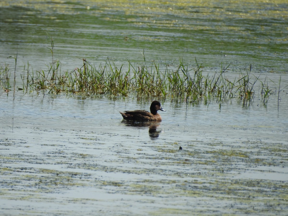 Lesser Scaup - ML376423791
