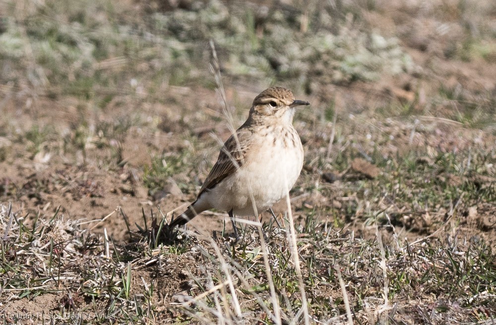 ジカマドドリ - ML376424291