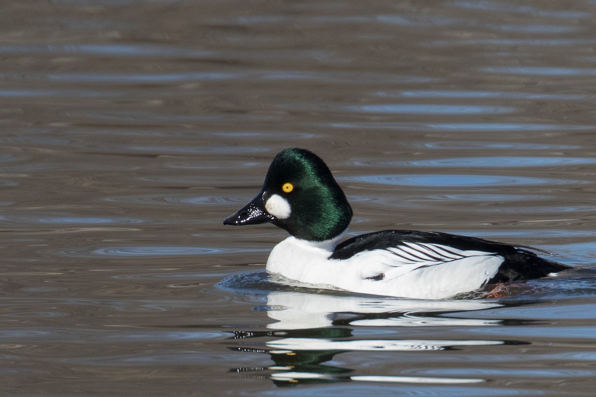 Common Goldeneye - John Jackson