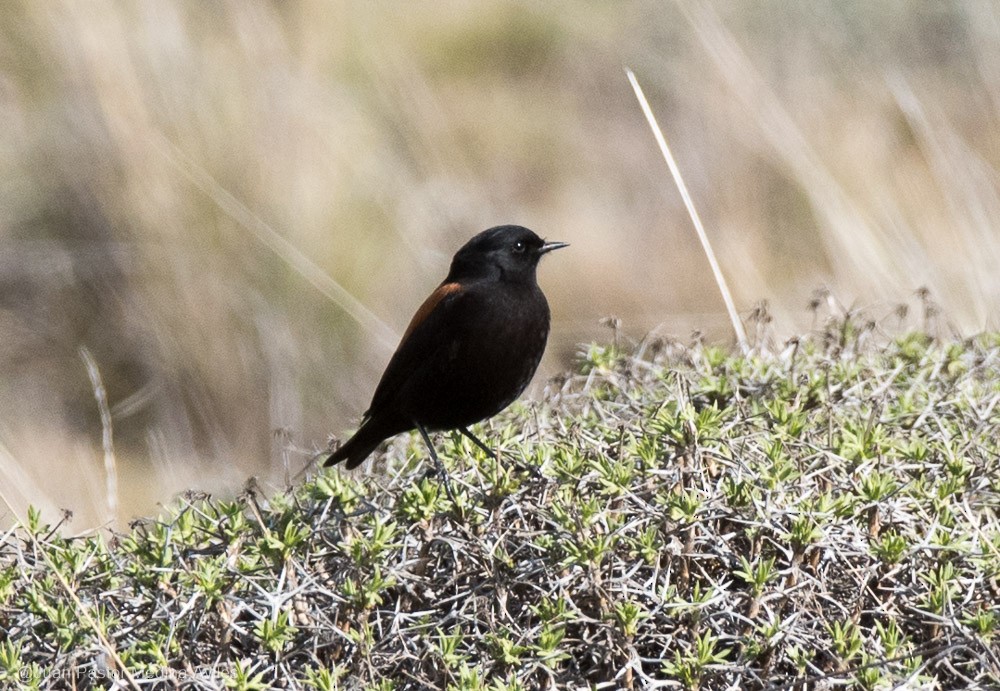 Negrito Austral - ML376424431