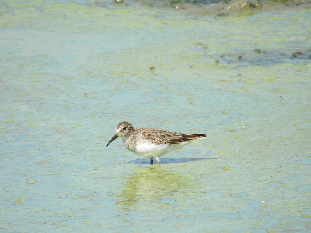 Least Sandpiper - ML376424451