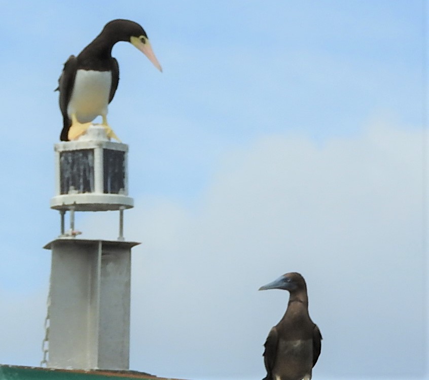 Brown Booby - ML376425181