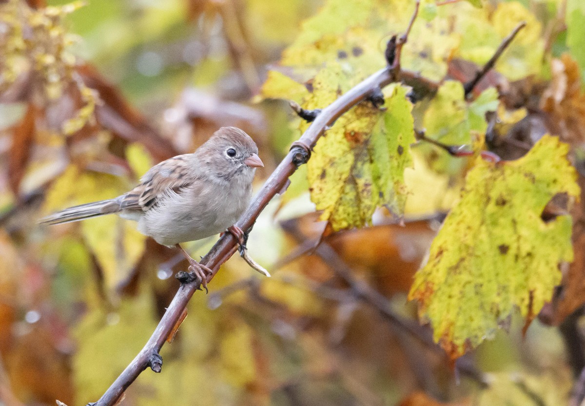 Field Sparrow - ML376427681