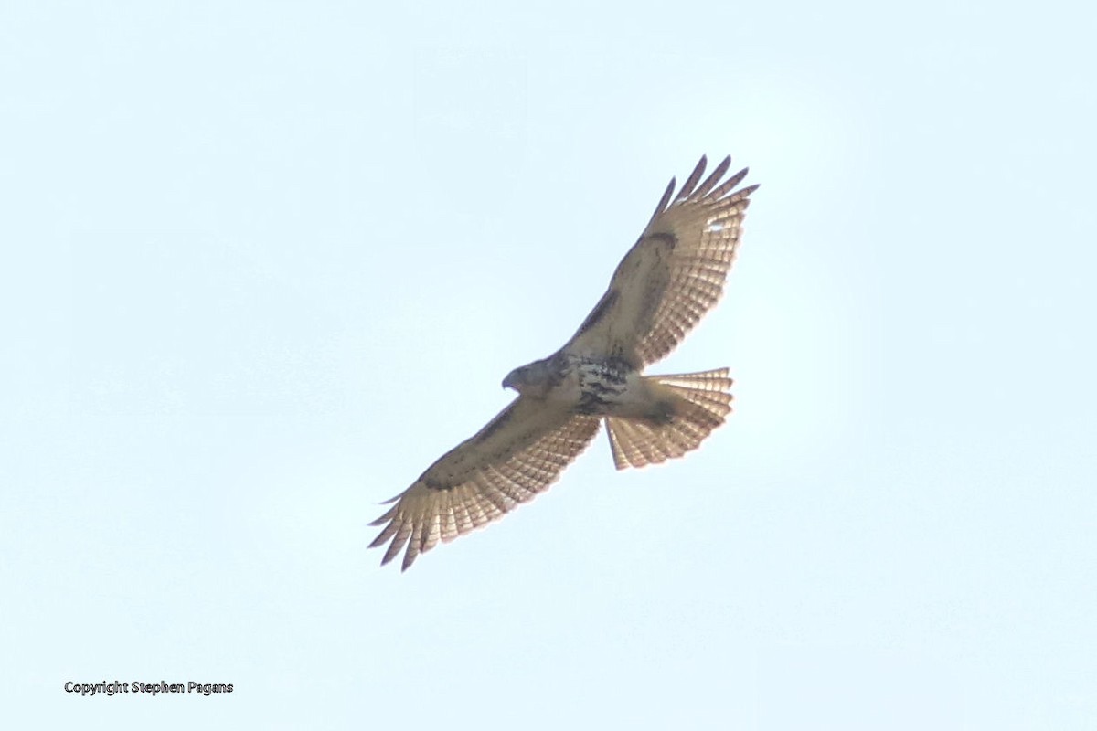 Red-tailed Hawk - ML376429001