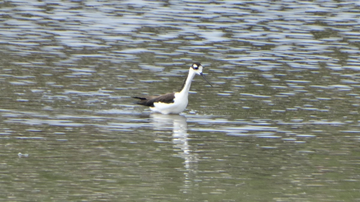 Black-necked Stilt - ML376429271