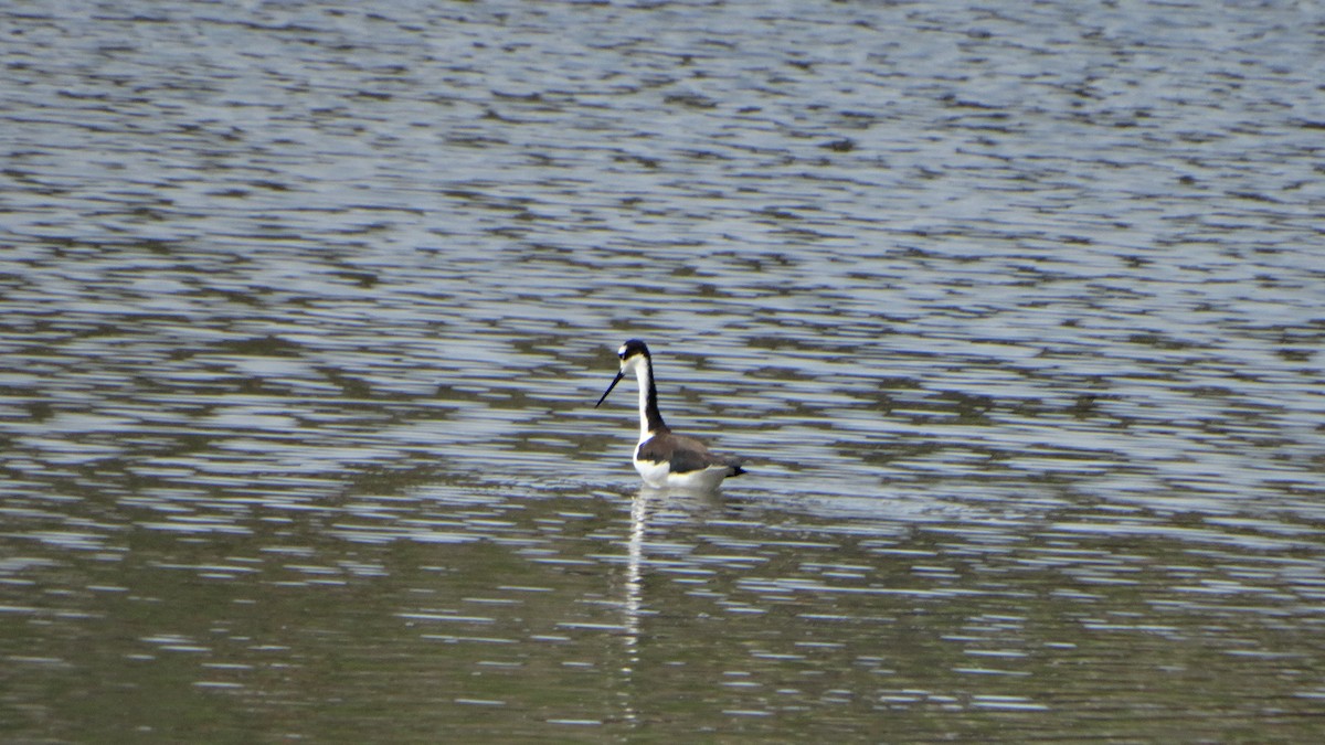 Black-necked Stilt - ML376429281