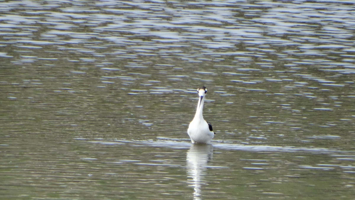 Black-necked Stilt - Kenrith Carter