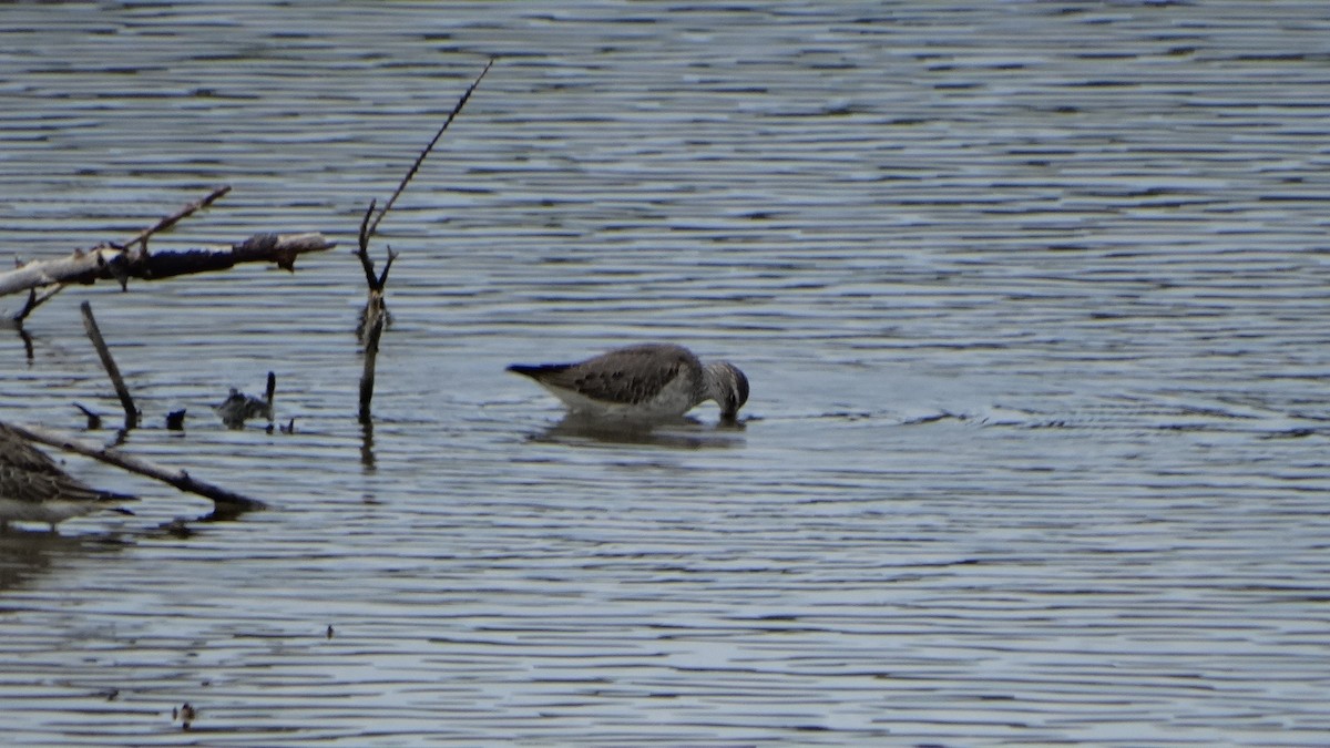 Stilt Sandpiper - ML376429441