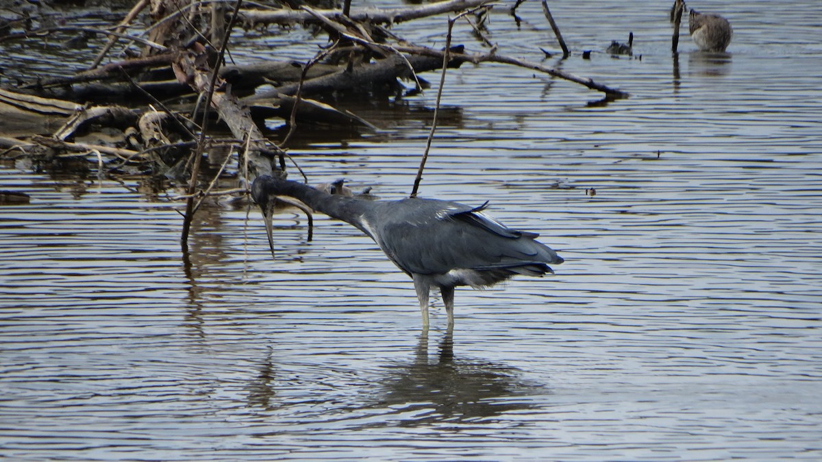 Little Blue Heron - ML376430031