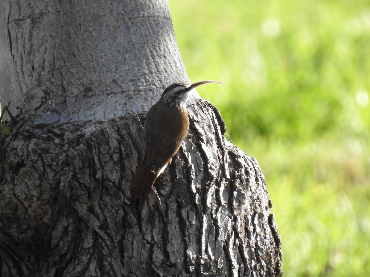 Narrow-billed Woodcreeper - ML376430901