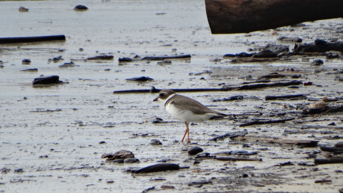 Semipalmated Plover - Kenrith Carter