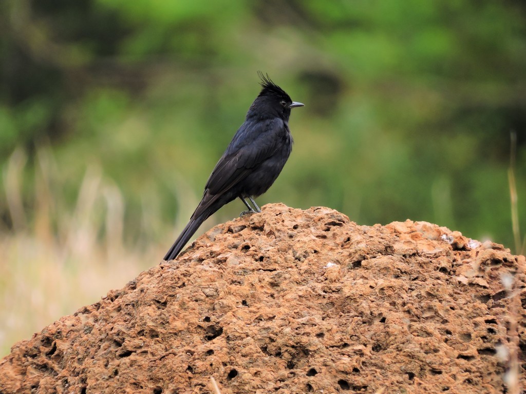 Crested Black-Tyrant - ML37643111