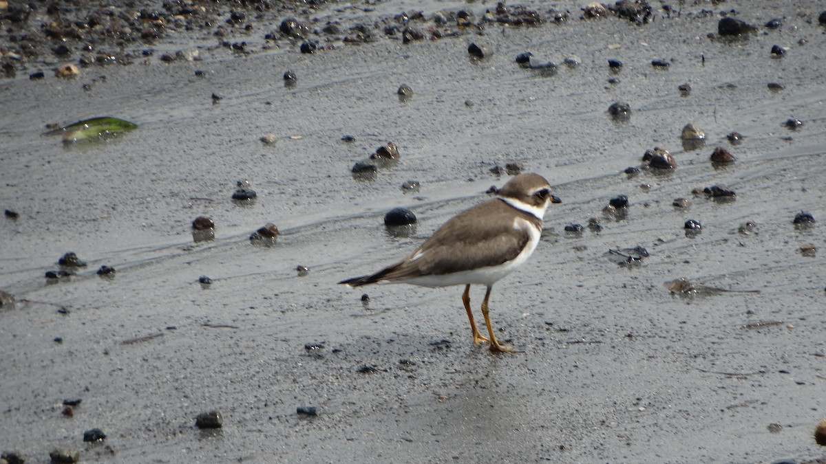 Semipalmated Plover - Kenrith Carter