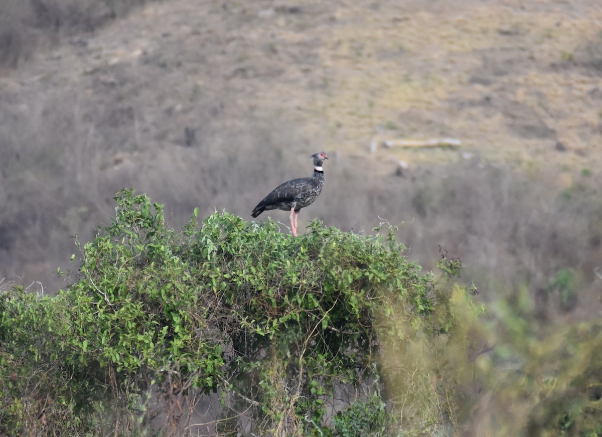 Southern Screamer - ML376431121