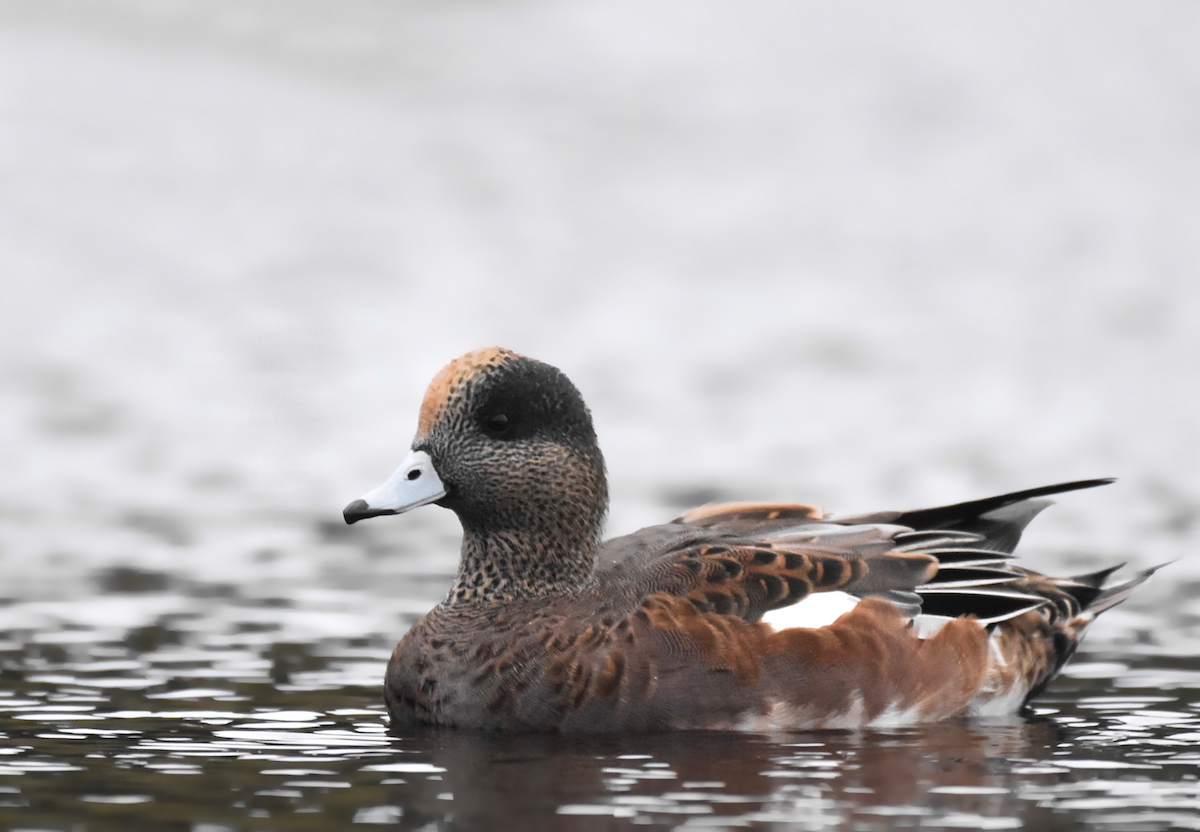 American Wigeon - ML376431271