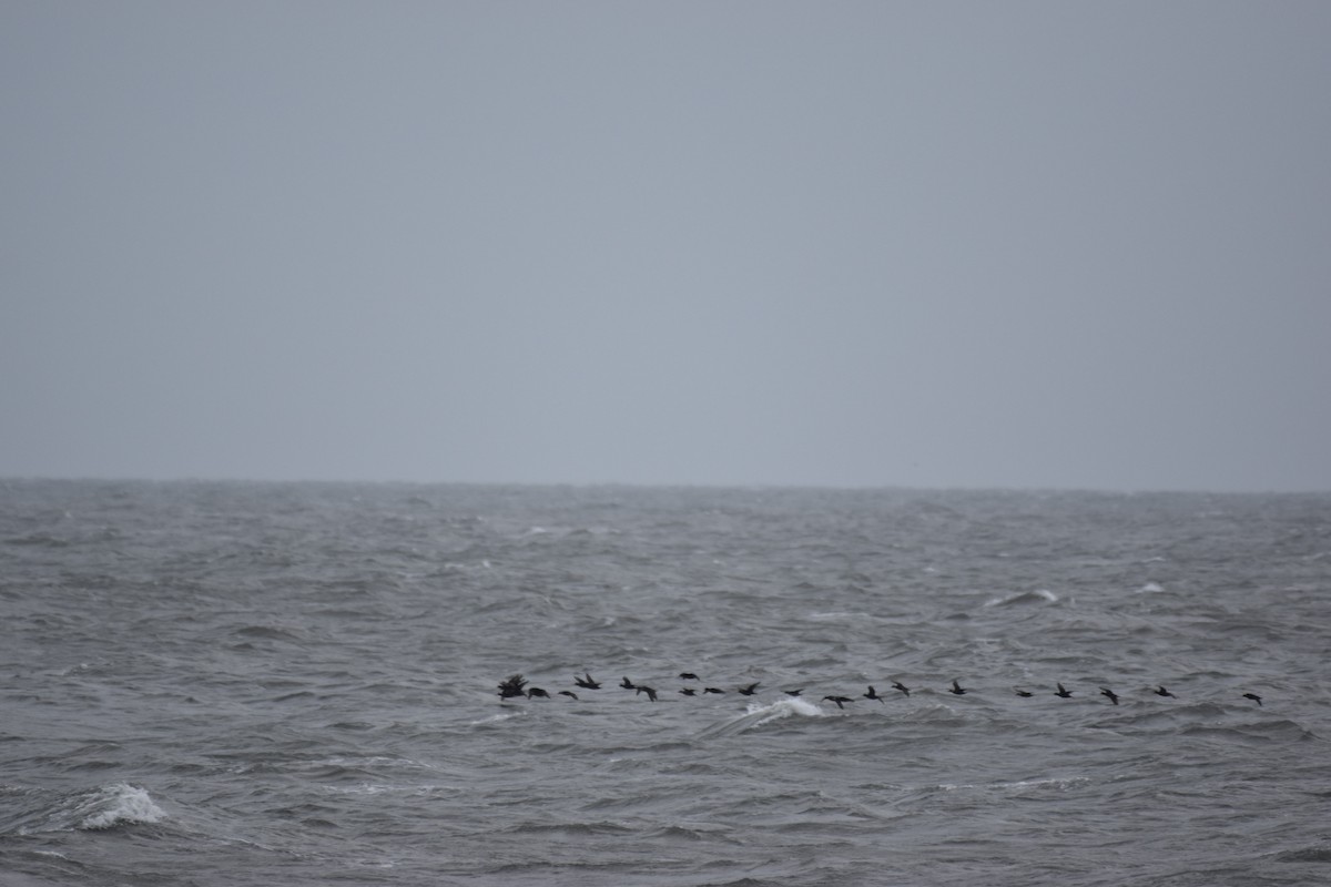 Black Scoter - ML376431361