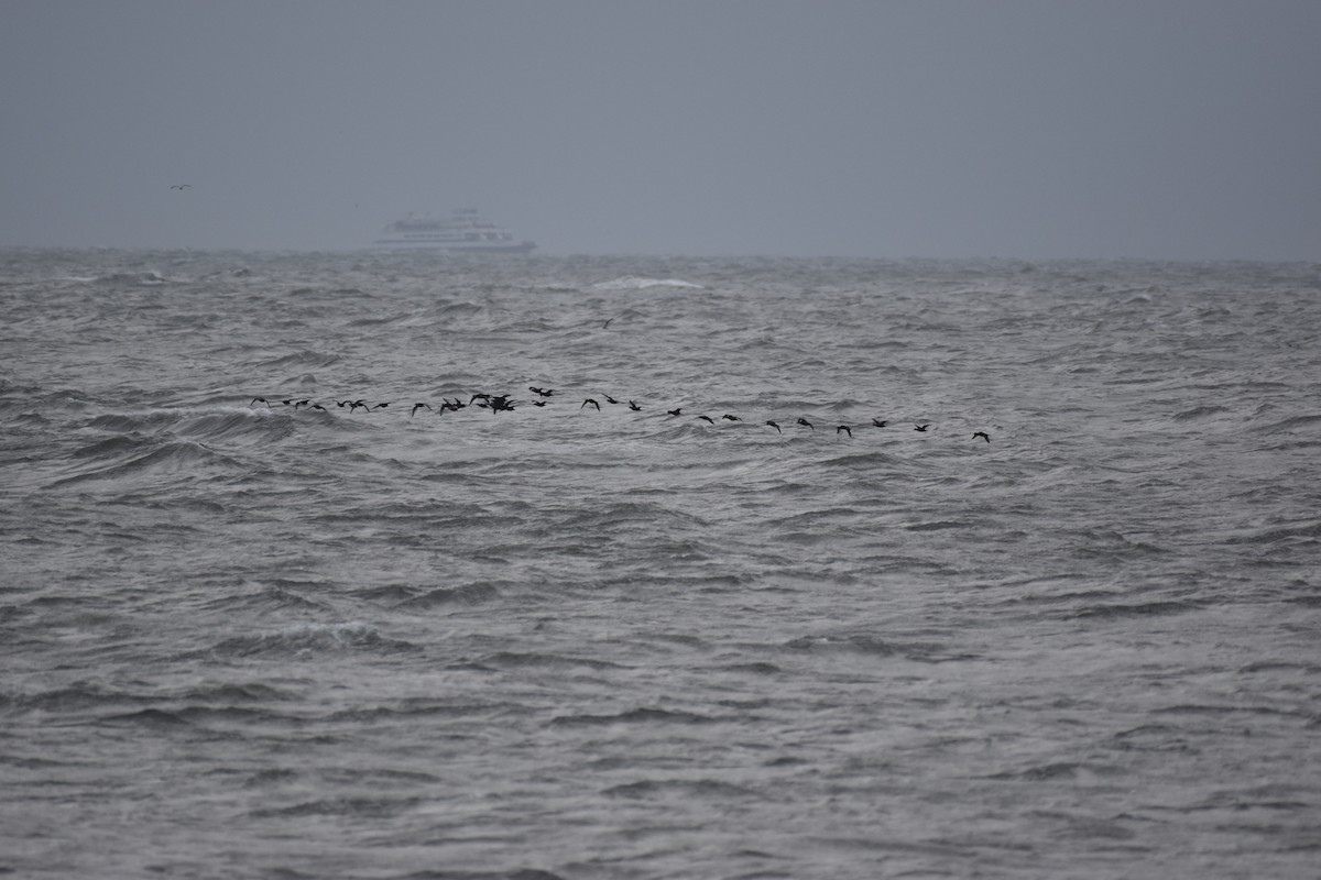 Black Scoter - ML376431381