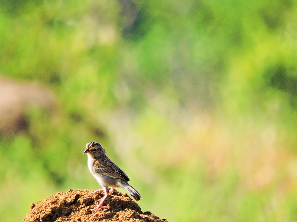 Grassland Sparrow - Fabio Barata