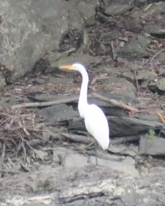 Great Egret - ML376432021