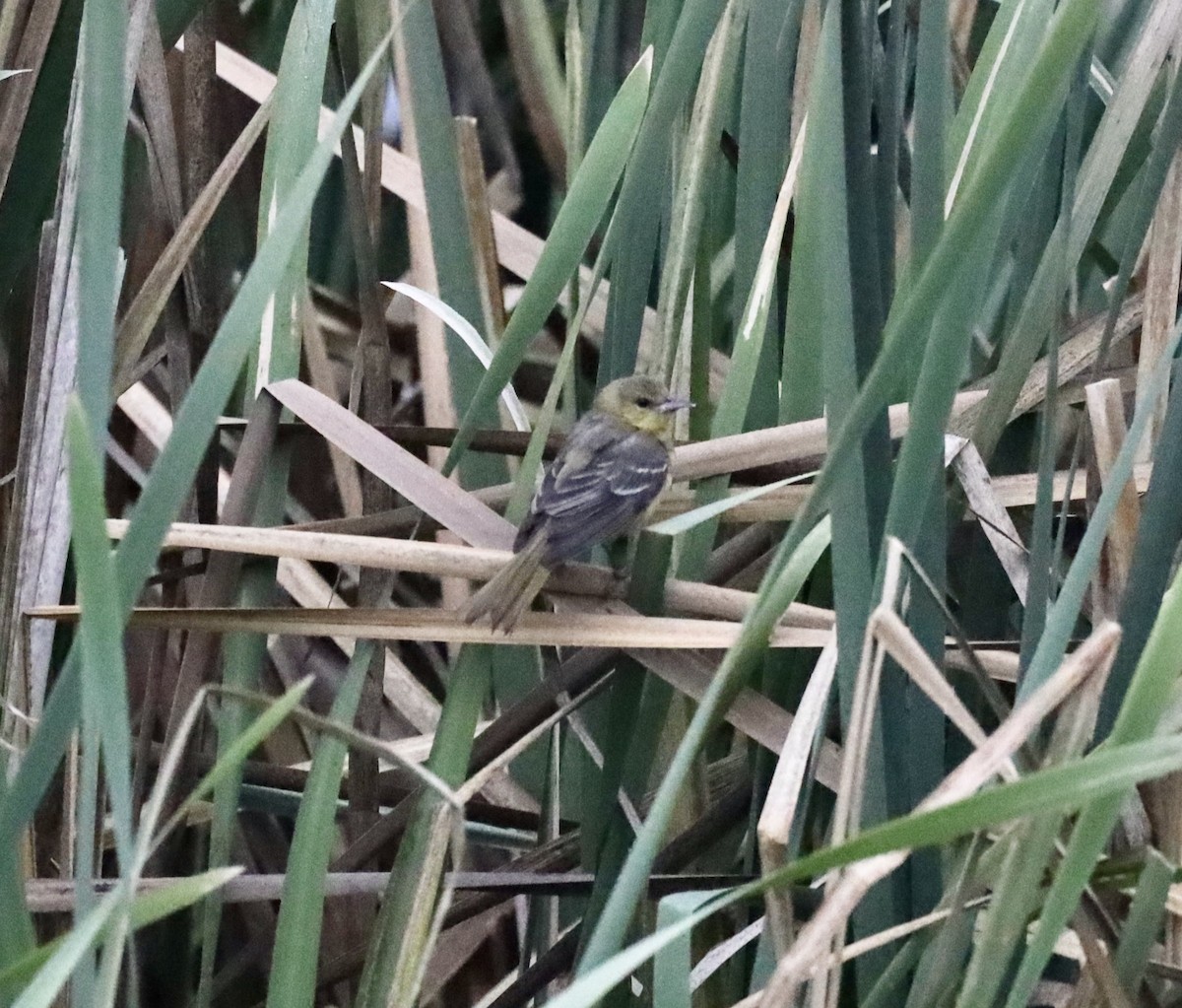 Orchard Oriole - ML376432701