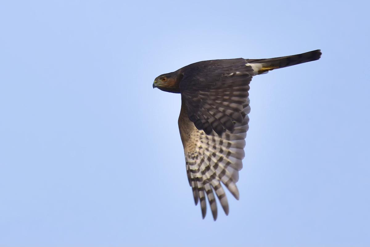 Cooper's Hawk - ML376432711